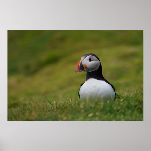 Tittar för Burrow Puffin Poster (Framsidan)