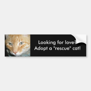 Tittar för kärlek?Anta en Rädding Cat Bumper Stick Bildekal
