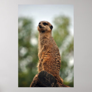 Tittar för Kärlek Poster