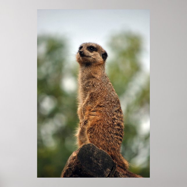 Tittar för Kärlek Poster (Framsidan)