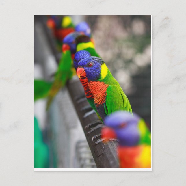 Tittar för mig? vykort (Framsida)