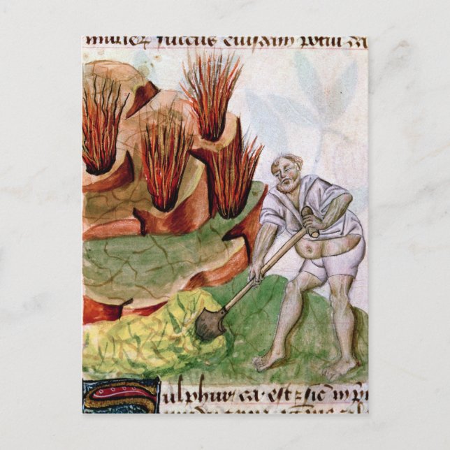 Tittar för svavel, dioscorider, De Herbis Vykort (Framsida)