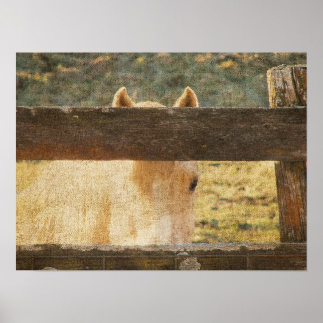 Tittar genom stängslet poster (Framsidan)