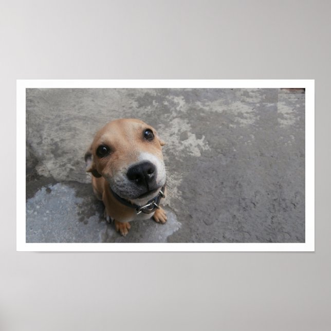 Tittar hund poster (Framsidan)