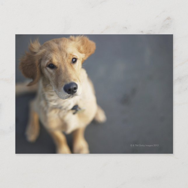 tittar hund vykort (Framsida)