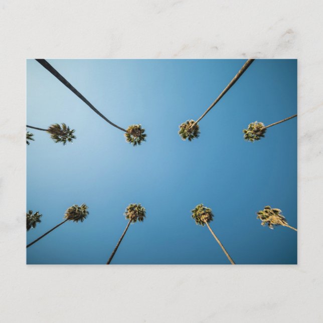 Tittar i Handflatan Träd (Altadena, CA) Vykort (Framsida)