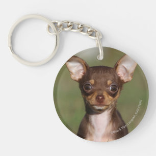Tittar kamera för Chihuahua valp