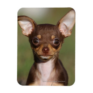 Tittar kamera för Chihuahua valp Magnet
