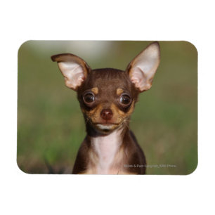 Tittar kamera för Chihuahua valp Magnet
