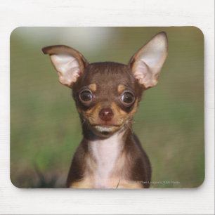 Tittar kamera för Chihuahua valp Musmatta