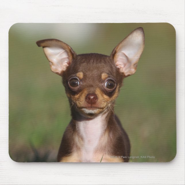 Tittar kamera för Chihuahua valp Musmatta (Framsidan)