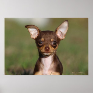 Tittar kamera för Chihuahua valp Poster