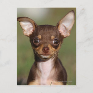 Tittar kamera för Chihuahua valp Vykort