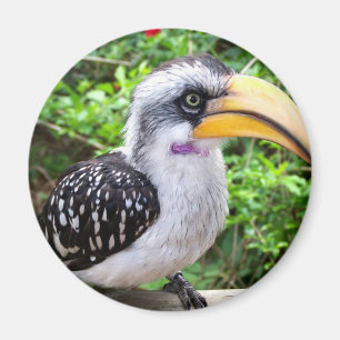 Tittar kamera för Hornbillfågelslut upp Magnet