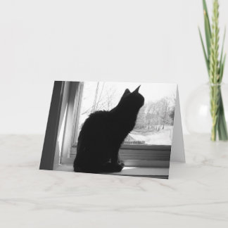 Tittar katt kort