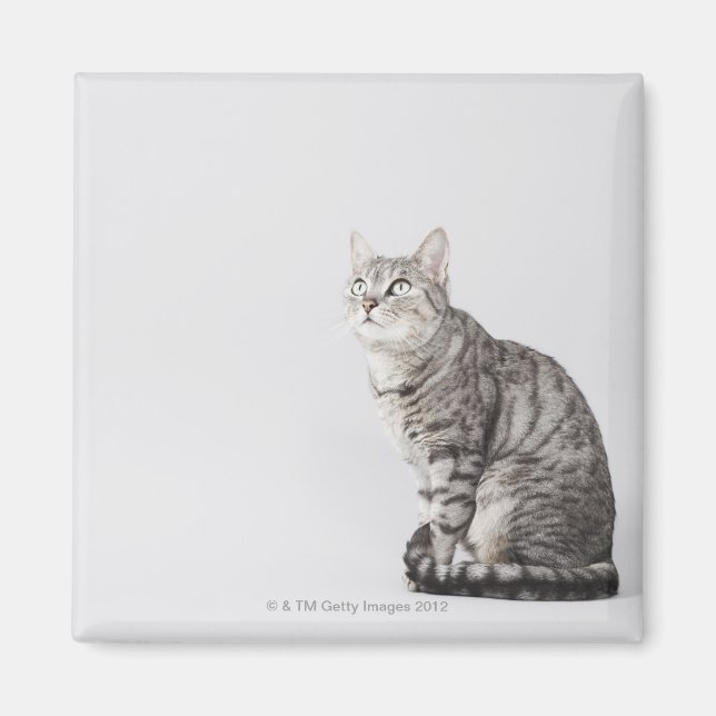 Tittar katt magnet (Framsidan)