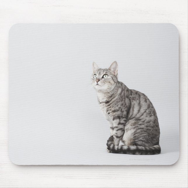 Tittar katt musmatta (Framsidan)