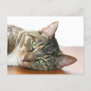 Tittar katt vykort