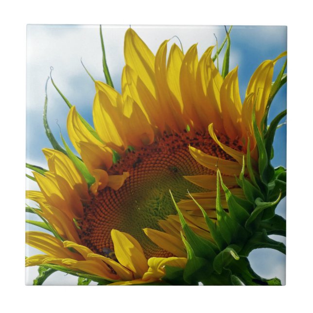 Tittar mot Sol Kakelplatta (Framsidan)