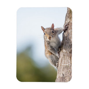 Tittar på dig! Squirrel Magnet