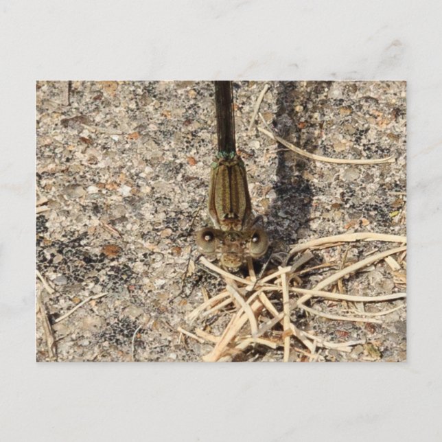 Tittar på dig vykort (Framsida)