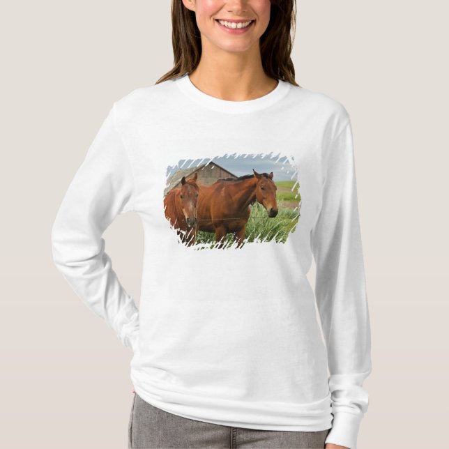 Tittar på hästar i en åker i Palouse 3 Tee Shirt (Framsida)