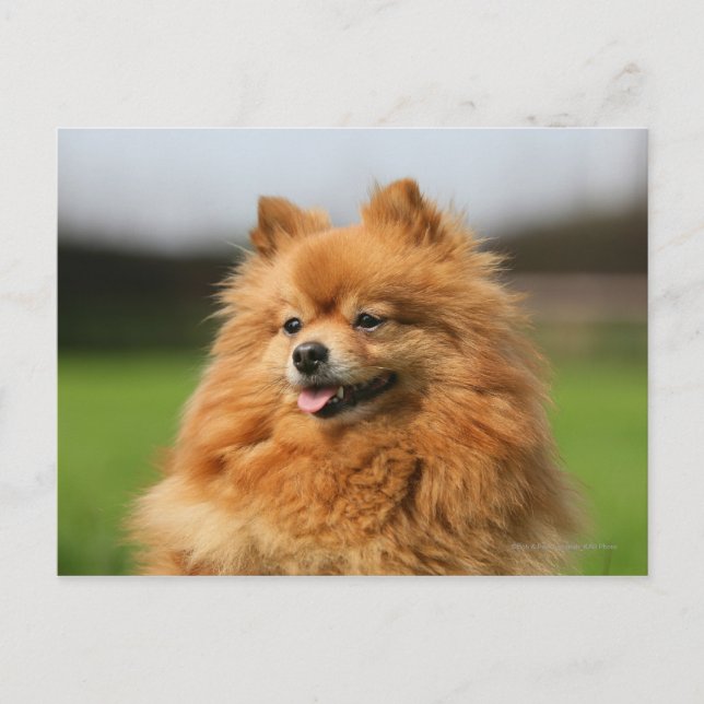 Tittar på Pomeranian Vykort (Framsida)