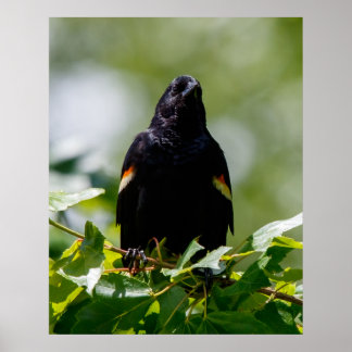 Tittar Poster
