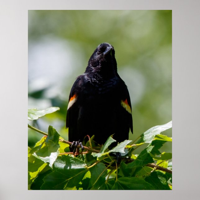 Tittar Poster (Framsidan)