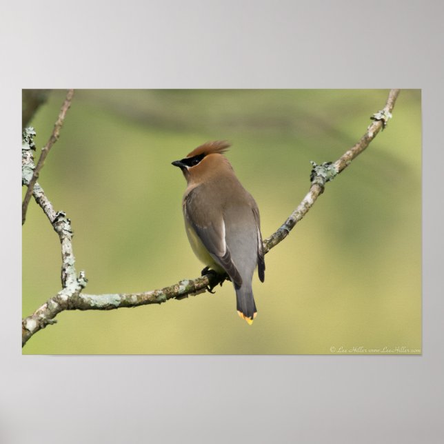 "Tittar syd" Cedar Waxwing Poster (Framsidan)