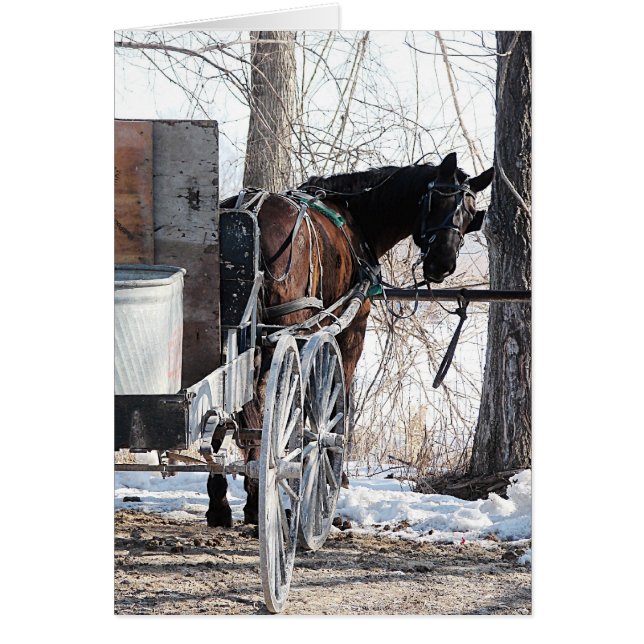 Tittar tillbaka Amish Horse Tillfällen Hälsning Ca Hälsningskort (Framsidan)