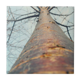 Tittar upp ett träd kakelplatta