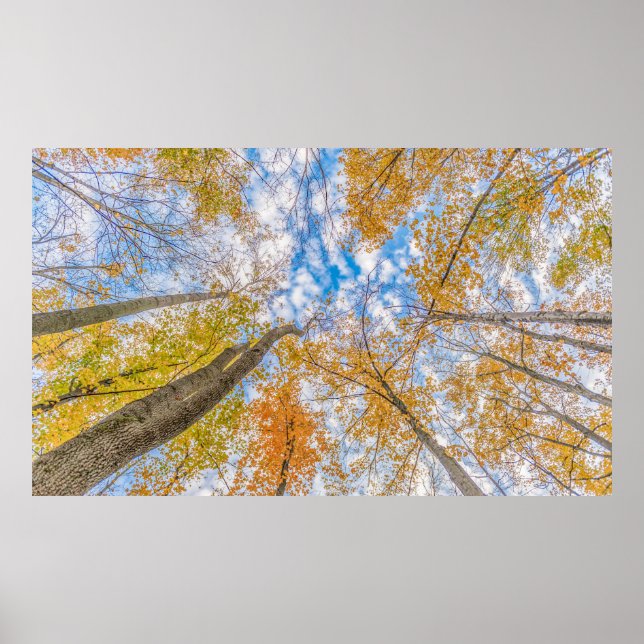 Tittar upp från golv poster (Framsidan)