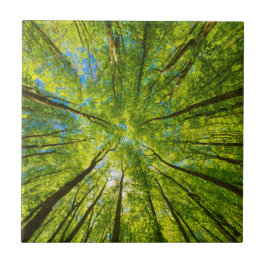 Tittar upp genom grönt träd löv kakelplatta