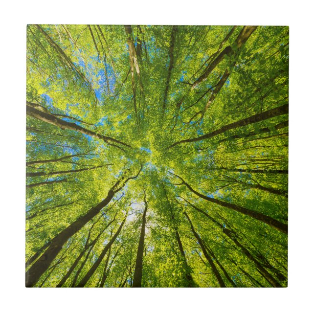 Tittar upp genom grönt träd löv kakelplatta (Framsidan)