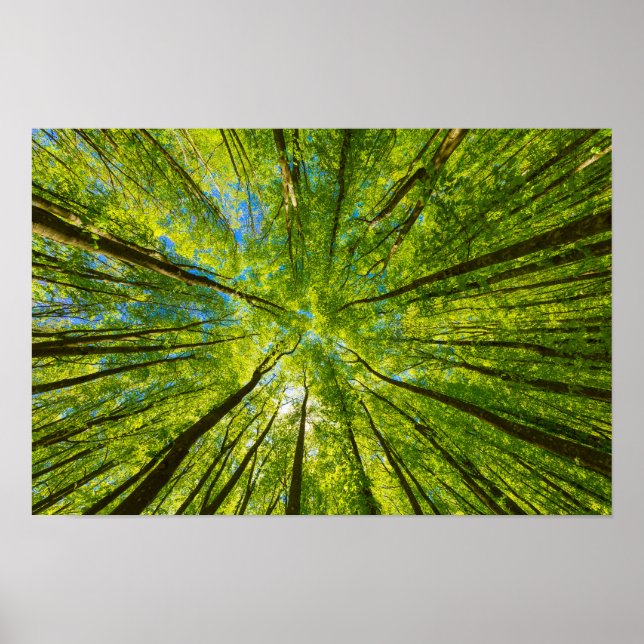 Tittar upp genom grönt träd löv poster (Framsidan)