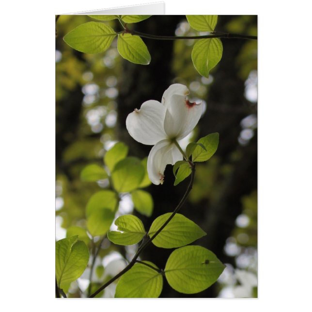 Tittar upp hälsningskort (Framsidan)