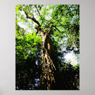 Tittar upp stort träd i skogen - Poster