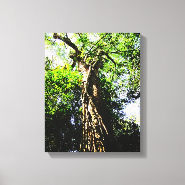 Tittar upp stort träd i skogen - Wrapped Canvas (Framsida)