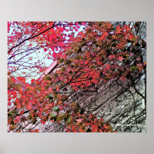 TITTAR UPP TILL HIMMEL GENOM CRIMSON LEAVES/DIG.EF POSTER