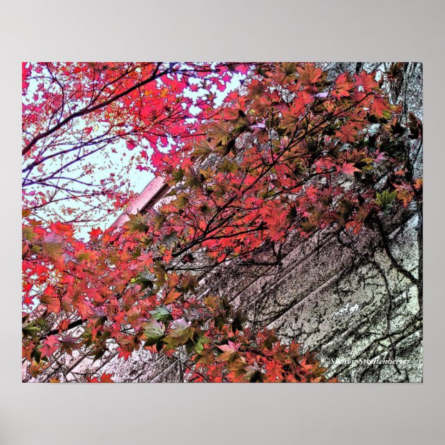 TITTAR UPP TILL HIMMEL GENOM CRIMSON LEAVES/DIG.EF POSTER (Framsidan)