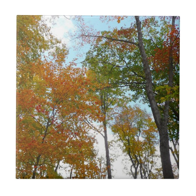 Tittar upp till Höst löv I-färgad blomning Kakelplatta (Framsidan)