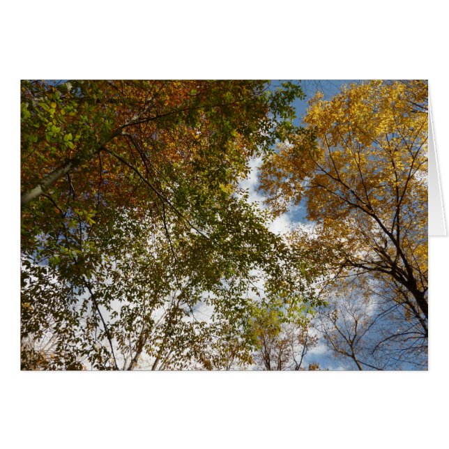 Tittar upp till Höst löv II höstnatur Hälsningskort (Framsidan Horizontal)