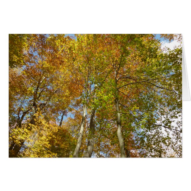 Tittar upp till Höst löv III-färgad lövning Hälsningskort (Framsidan Horizontal)
