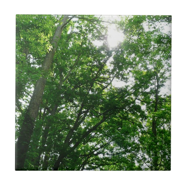 Tittar upp till sommaren Träd Kakelplatta (Framsidan)