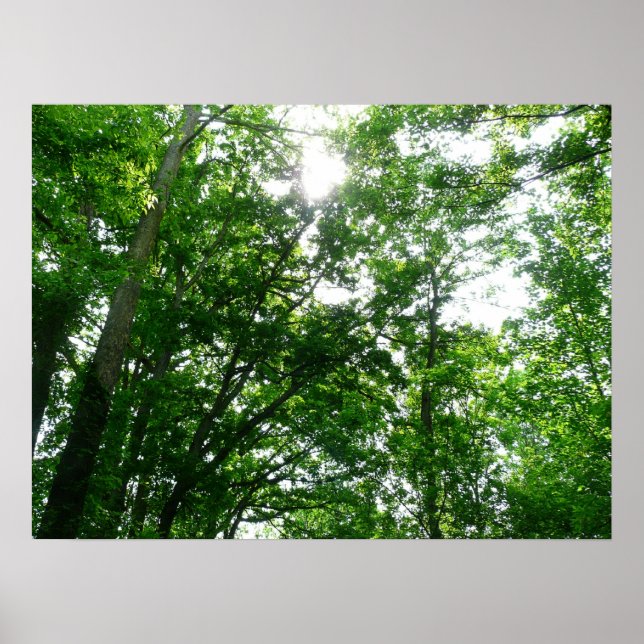 Tittar upp till sommaren Träd Poster (Framsidan)