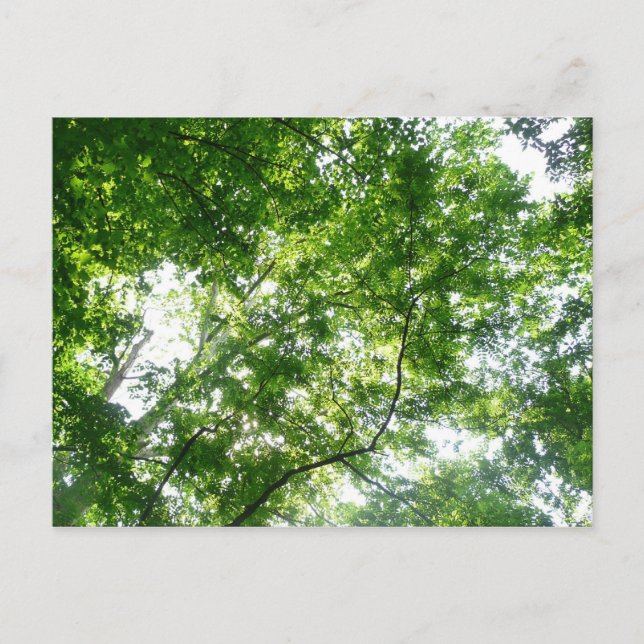 Tittar upp till sommaren Träd Vykort (Framsida)