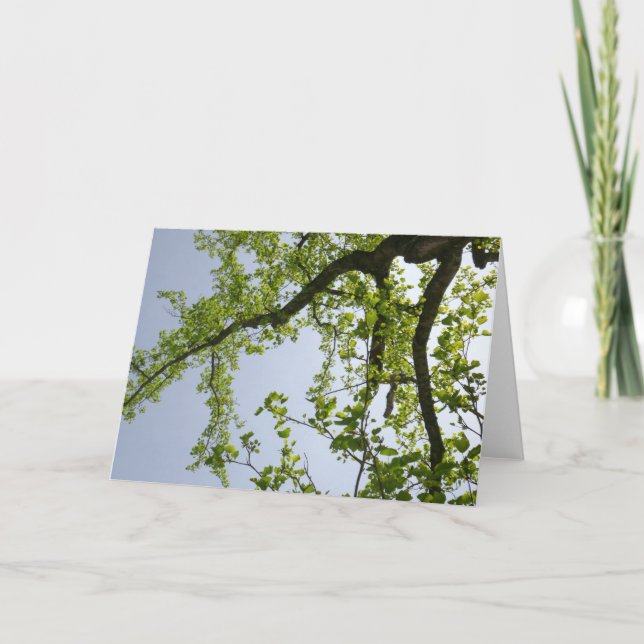 Tittar upp till Vår Poplar Träd Kort (Framsida)