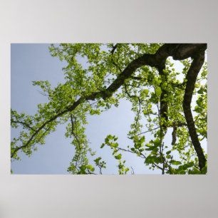 Tittar upp till Vår Poplar Träd Poster