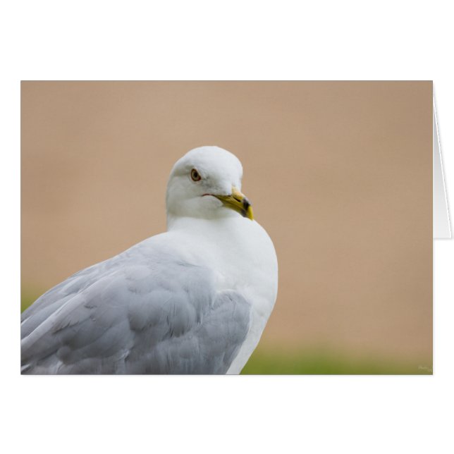 Tittar ut OBS kort (Framsidan Horizontal)